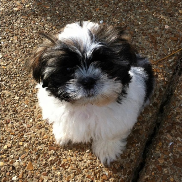 Hi!  I’m Jackie. Thanks for Browsing My Closet! - Picture 3 of 4